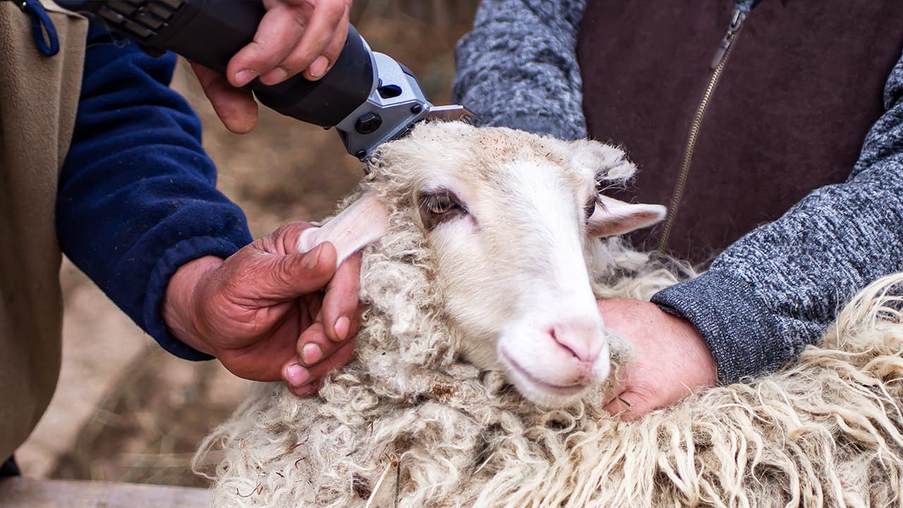 New Jersey farmer sheep shearing.