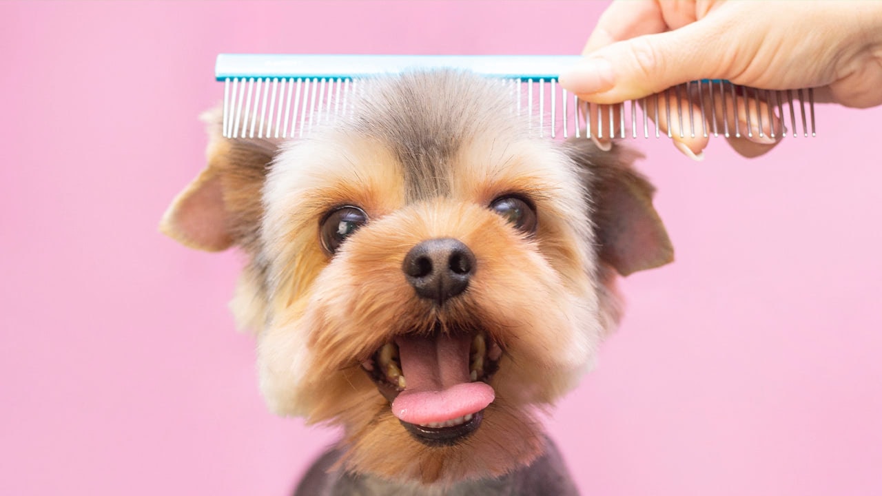 New Jersey professional dog groomer combing a small terrier's hair.
