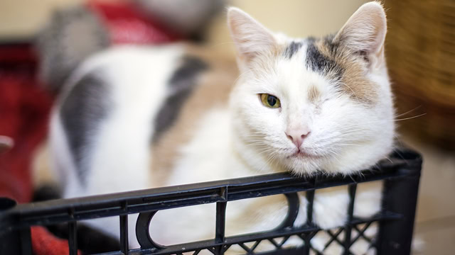 One-eyed cat sitting inside of a crate at a local animal shelter.