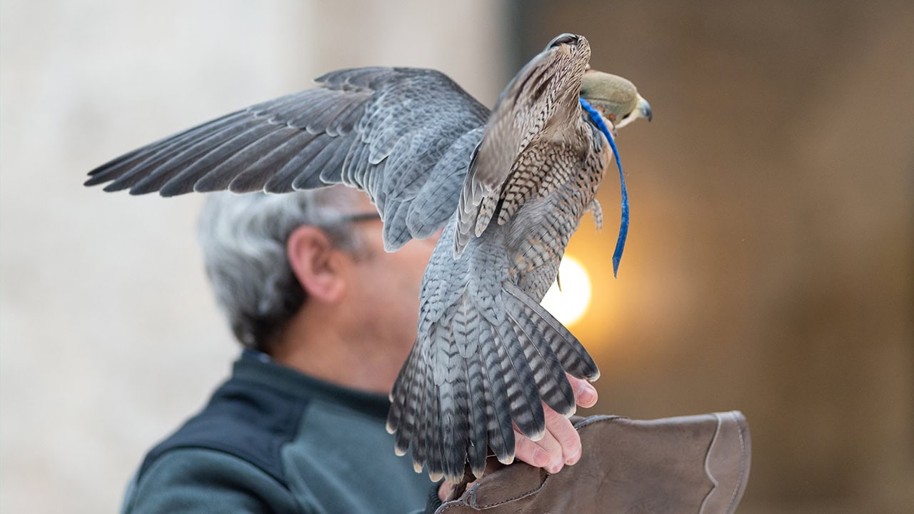 Peregrine Falcon perched on falconer's raptor glove. Image produced by More Jersey.