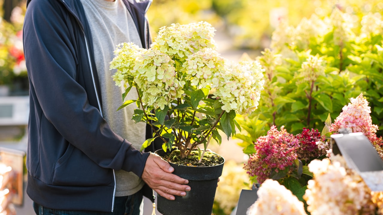 Resident purchasing hydrangea flowers from New Jersey garden center.