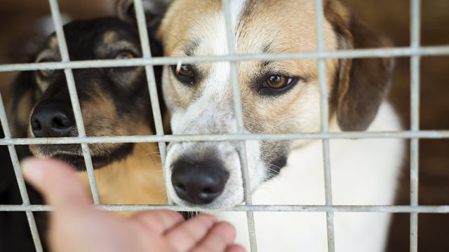 Resident reaching out their hand to dogs in a cage at a local animal shelter.