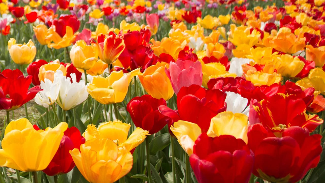 Scenic photo of colorful flowers from NJ garden tour. Image produced by More Jersey.