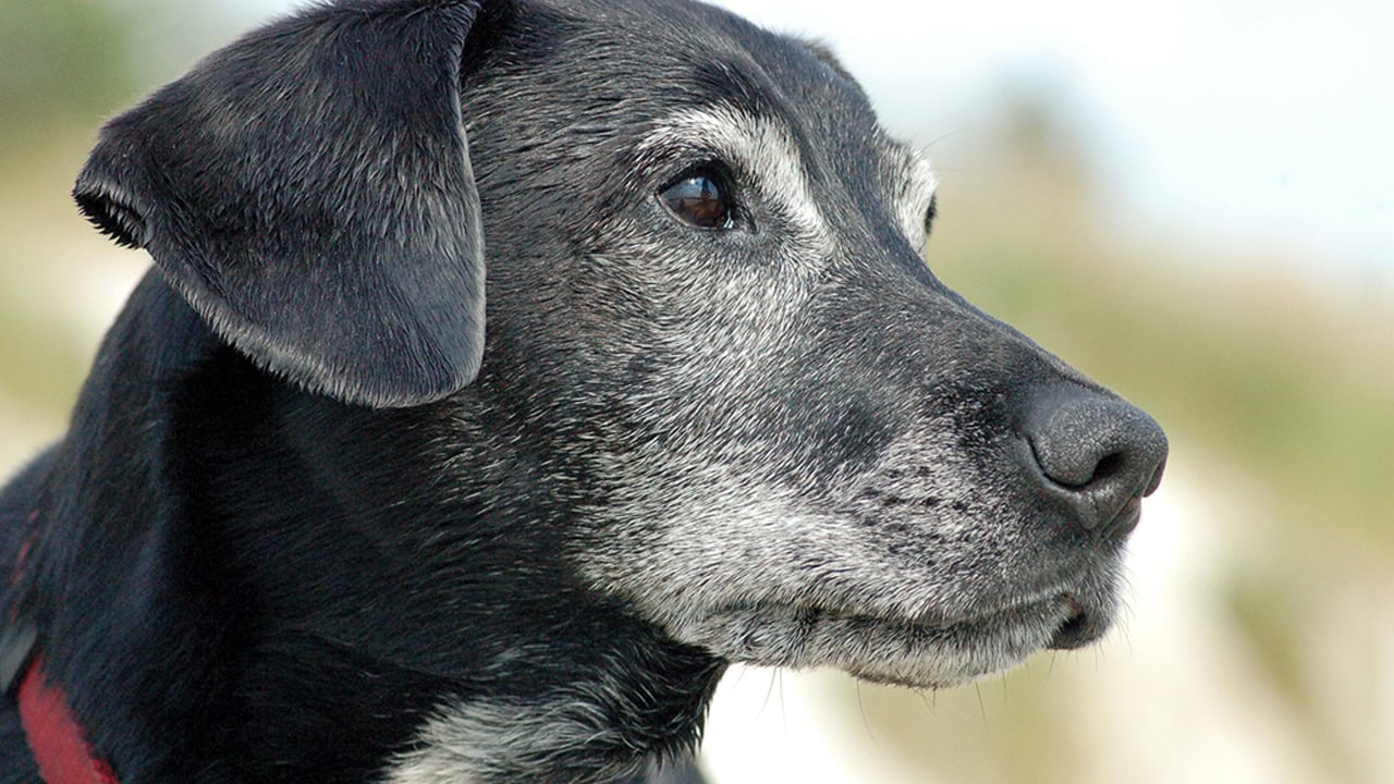 Senior Black Labrador Retriever dog. Image produced by More Jersey.