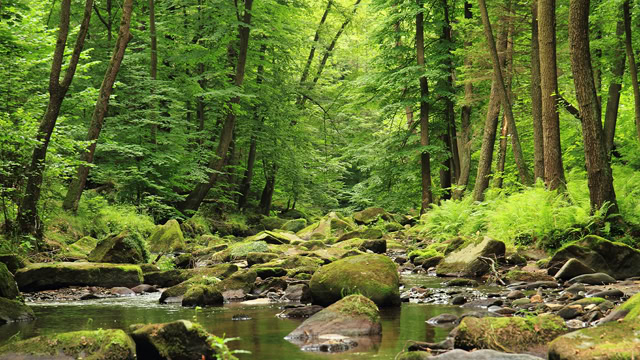 Shallow river in a forest of green deciduous trees in New Jersey.