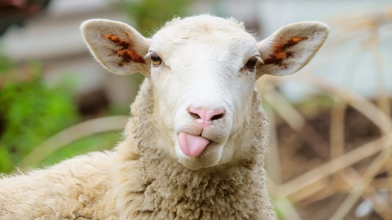 Sheep sticking its tongue out while looking at the camera. Image produced by More Jersey.