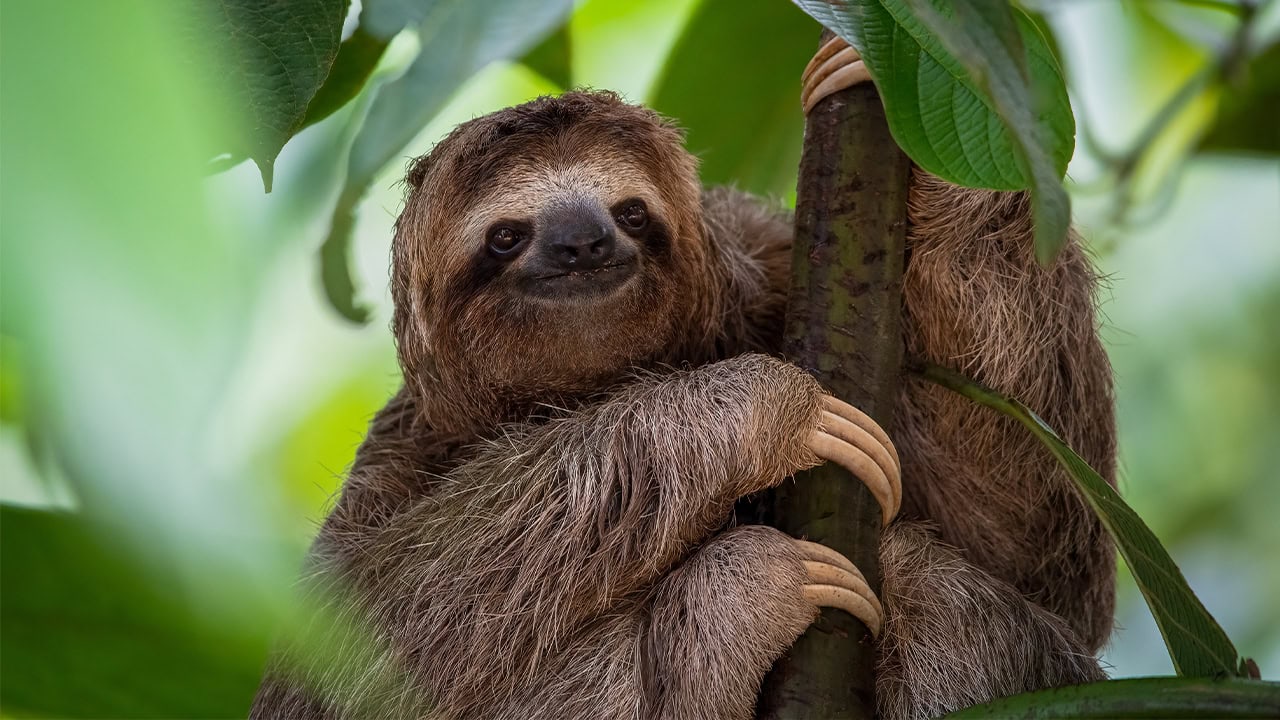 Sloth in tree at New Jersey zoo.