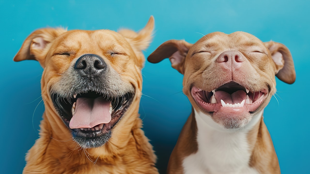 Two happy dogs smiling with eyes closed.