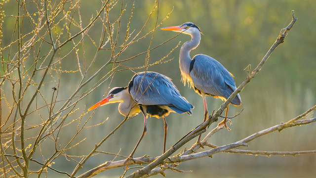 Two sunlit herons standing on tree branches over a lake in New Jersey.