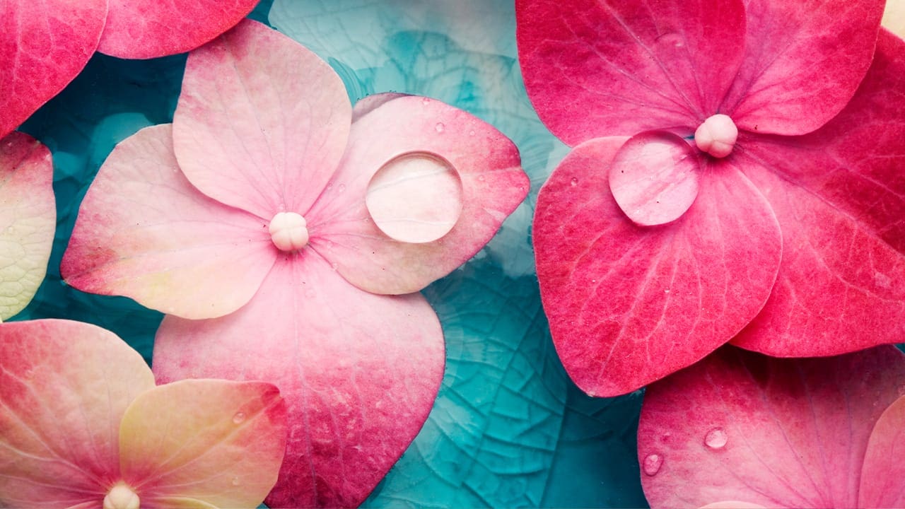 Wellness photo of pink hydrangea petals floating in a teal colored bowl.